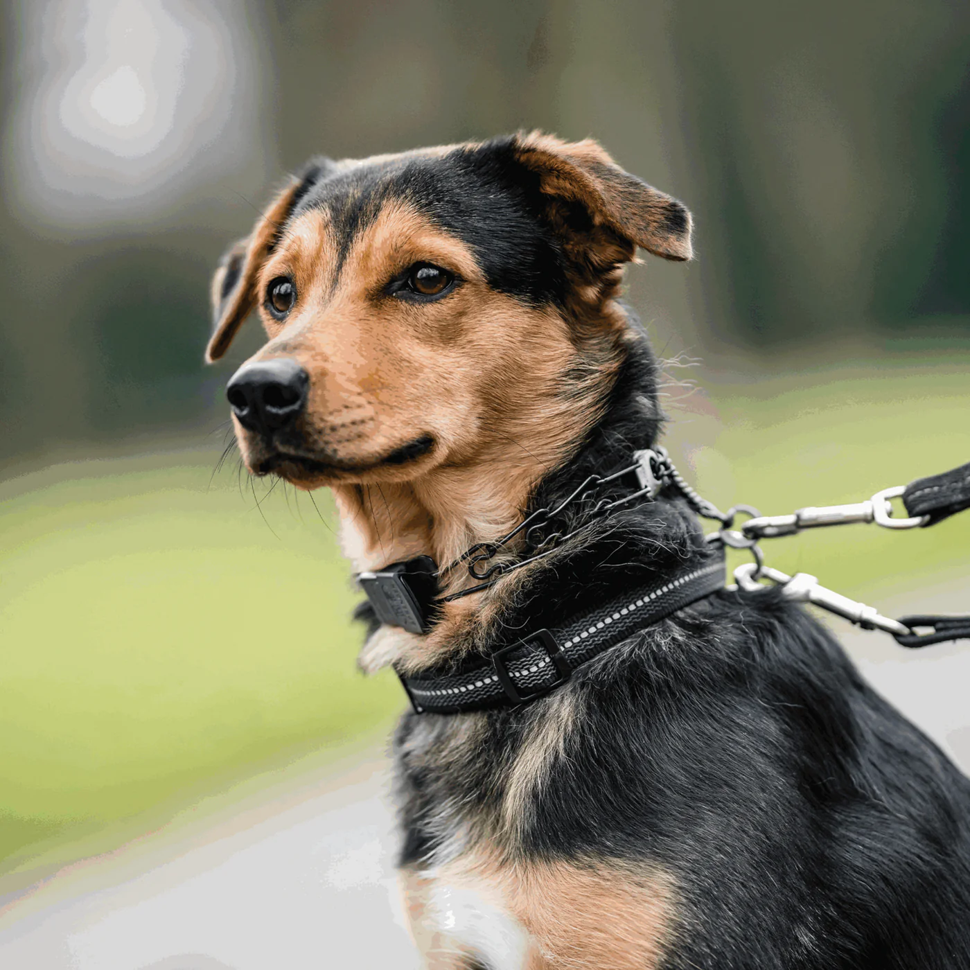 Herm Sprenger Black Stainless Steel Prong Collar with ClicLock in the Middle